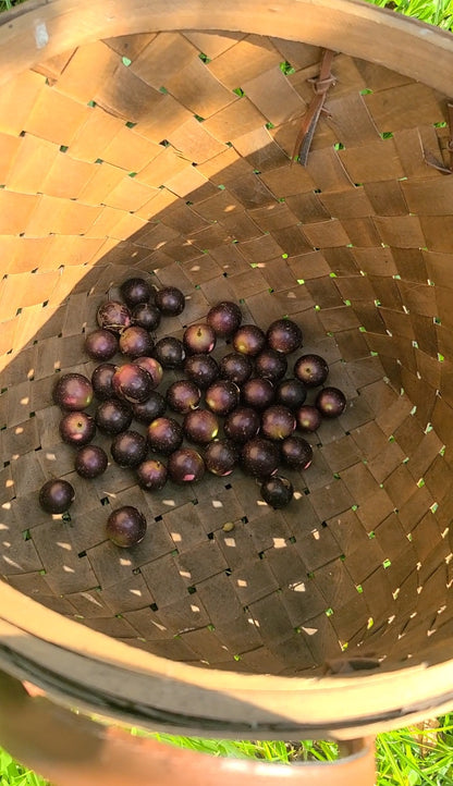 Muscadine Grape Jelly