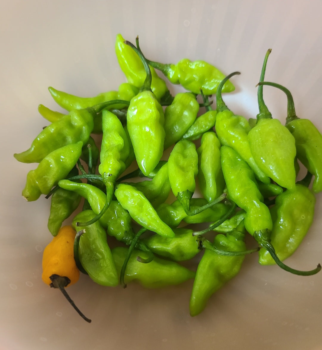 Mango Peach Datil Pepper (Spice Level- Mild)